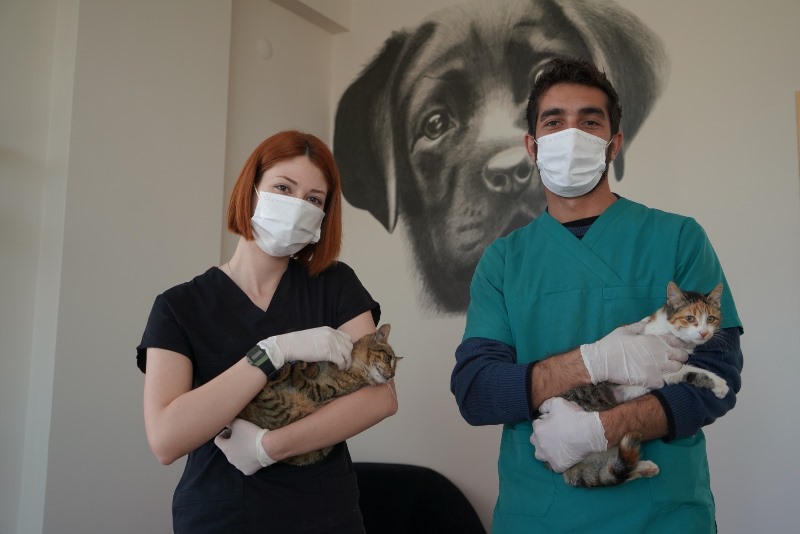 Çeşme Belediyesi sokak hayvanlarını koruyor ve tedavi ediyor