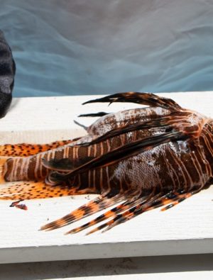 Aslan balığı sorununu mutfakta çözmek