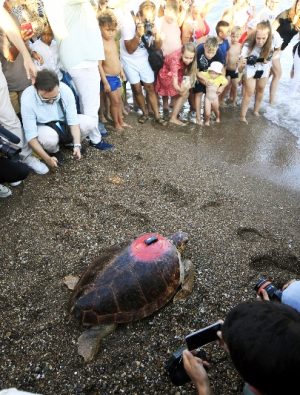 Rehabilitasyonu tamamlanan Caretta 3 bin km yol yaptı