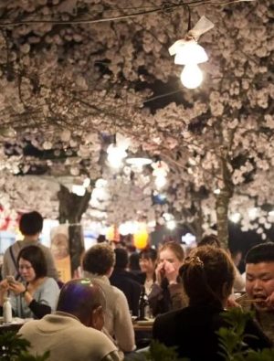 Japonya’da çiçekler açıyor