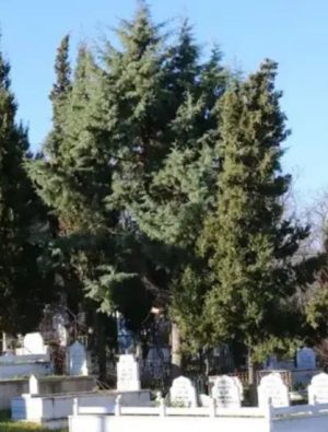 Eyüpsultan Belediyesi mezarlık arazisi konusuna açıklık getirdi