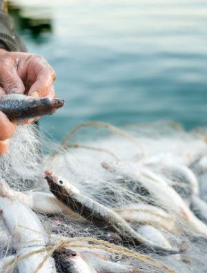 Avrupa’yı balıkla buluşturduk