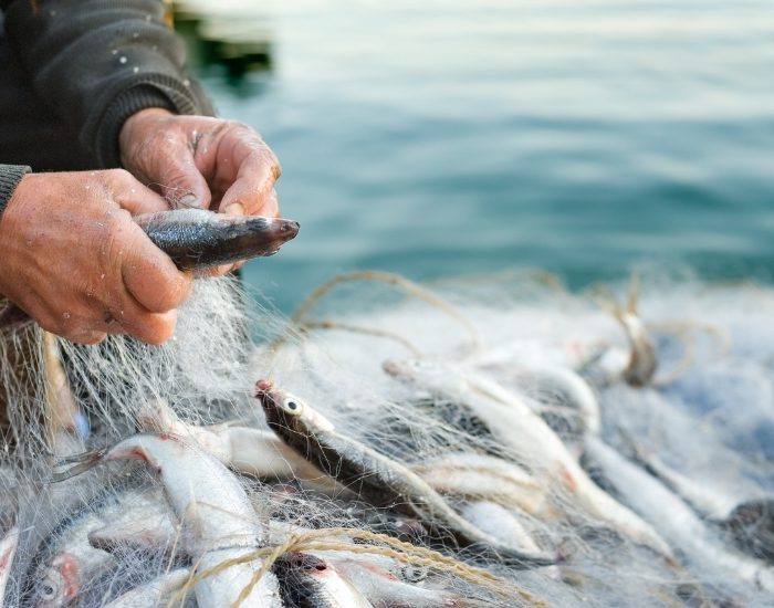 Avrupa’yı balıkla buluşturduk