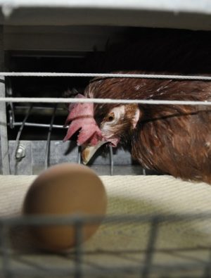 2024 Kafessiz Markalar açıkladı