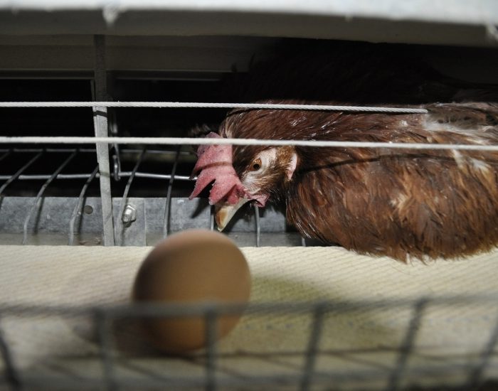 2024 Kafessiz Markalar açıkladı