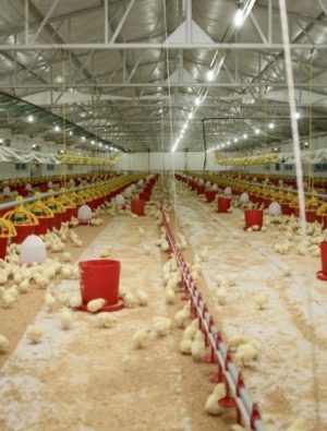 Şenpiliç ekosistemi sözleşmeli çiftliklerle geçen yıl 4.200 kişiye istihdam sağladı