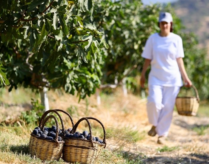 Türkiye'nin incirdeki yeni yıldızı "Siyah orak" Kuzey Ege'de yayılıyor