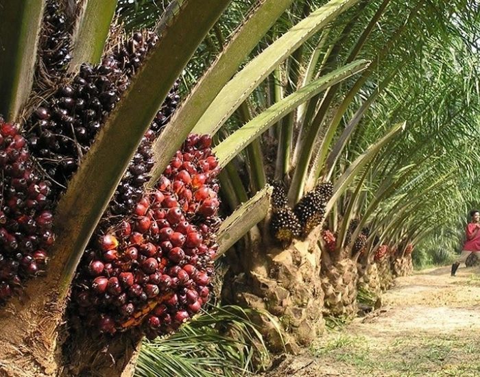 Palm Yağı Konseyi’nden açıklama geldi