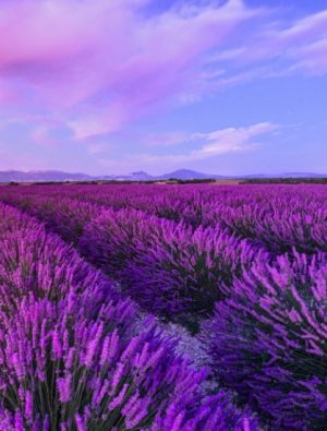 Ekonomik Kalkınma mı, Görünürlük Yarışı mı?