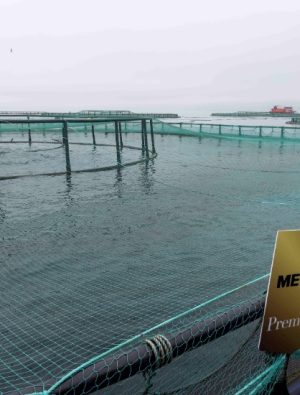 Karadeniz’den Sofralara: Taze Hasat Başladı