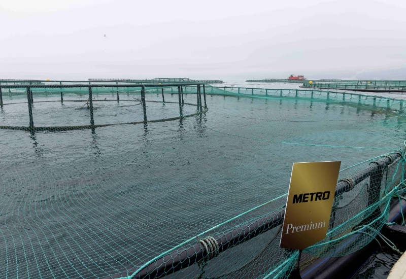 Karadeniz’den Sofralara: Taze Hasat Başladı