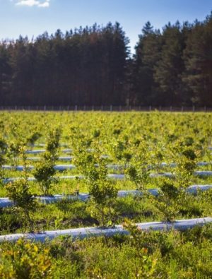 Türkiye Tarımında Yeni Üs: Kütahya Blueberry Projesi