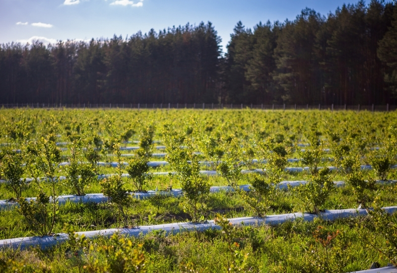Türkiye Tarımında Yeni Üs: Kütahya Blueberry Projesi