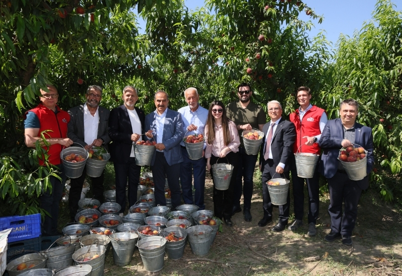 Şeftali ve Nektarinde Rekor Hasat ve İhracat Artışı