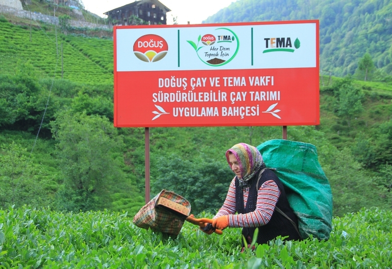 Doğuş Çay Karadeniz’de İlk Hasada Başladı