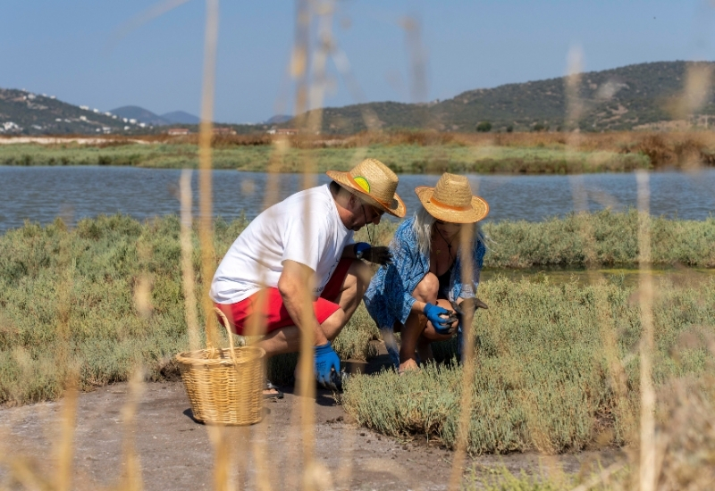 Salicorne Bodrum’da Deniz Börülcesi Hasadıyla Sezonu Kapattı