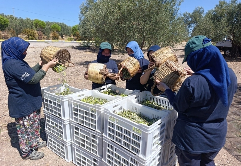 Ayvalık’ta İlk Zeytin Hasadı Başladı: Rekolte 400 Bin Ton